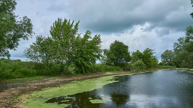 Small forest pond. Summer green vegetation. Countryside. Overcast sky. Strong wind.