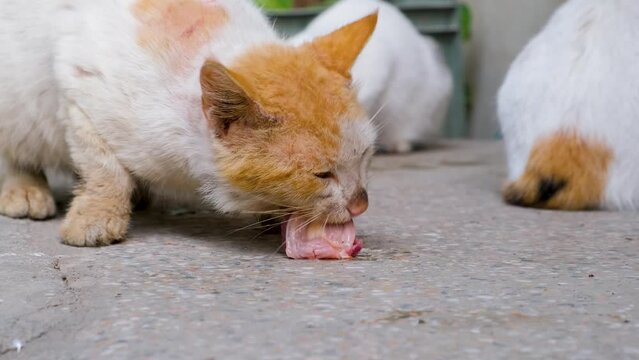 Fluffy striped ginger cat eats meat food from floor. Footage of Cat eating meat. Cats are most likely to eat chicken when they are hungry.