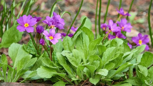 Primula vulgaris, common or English primrose, is flowering plant in family Primulaceae, native to western and southern Europe, northwest Africa, and parts of southwest Asia.