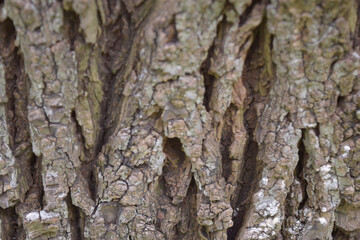 majestic texture of the bark of a tree, in a light brown color