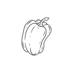 bell pepper illustration in doodle style. Hand drawn Bulgarian pepper. Fresh vegetable isolated on white background. Sketch. Vector illustration