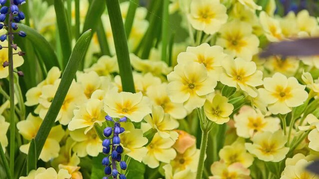 Primula polyantha, polyanthus primrose or false oxlip, is naturally occurring hybrid species of flowering plant in family Primulaceae. It is result of crosses between Primula veris (common cowslip).