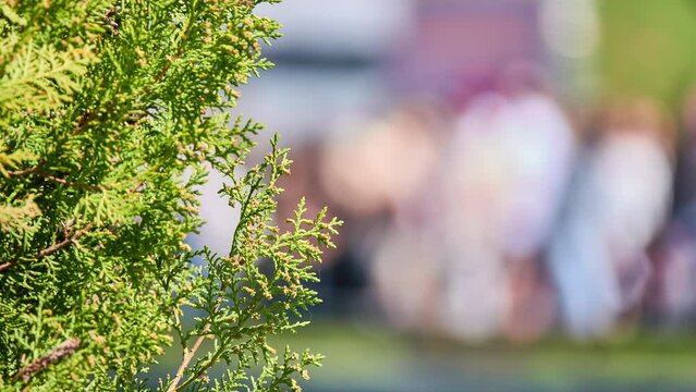 Juniperus virginiana, red cedar, eastern red cedar, Virginian juniper, eastern juniper, red and other local names, is juniper native to eastern North America.