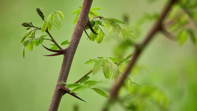 Honey locust (Gleditsia triacanthos), thorny locust or thorny honeylocust, is deciduous tree in Fabaceae, native to central North America. Honey locust is highly adaptable to different environments.