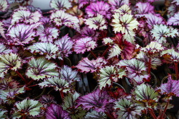 Begonia flowers background. colorful flowers. Different varieties of begonia