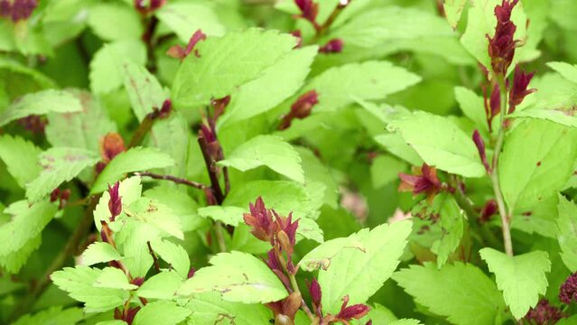 Spiraea japonica, Japanese meadowsweet or Japanese spiraea, is plant in family Rosaceae. Synonyms for species name are Spiraea bumalda and Alpina Maxim.