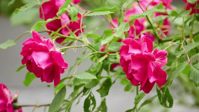 Rosa pendulina, Rosa alpina, Alpine rose or mountain rose, is wild rose found in mountains of central and southern Europe. It appears to have survived in glacial refugia in Alps and Carpathians.