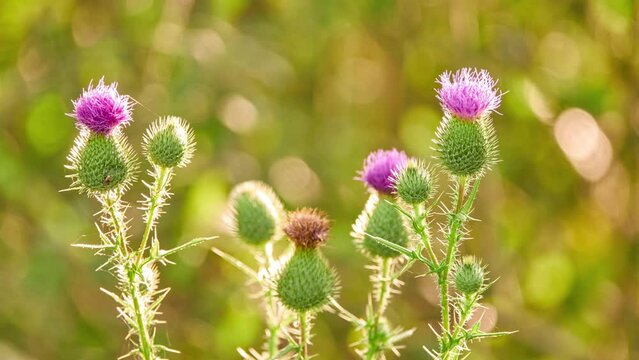 Cirsium mexicanum is Mesoamerican and Caribbean species of plants in tribe Cardueae within family Asteraceae. Common name is Mexican thistle.