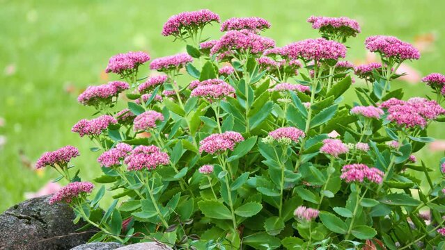 Hylotelephium spectabile (Sedum spectabile) is flowering plant in stonecrop family Crassulaceae, native to China and Korea. Its names include showy stonecrop, iceplant, and butterfly stonecrop.