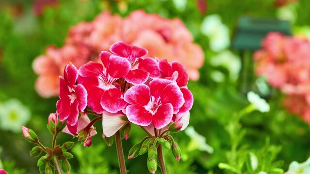 Pelargonium zonale is Pelargonium native to southern Africa in western regions of Cape Provinces, in geranium family. It is one of parents of widely cultivated plant Pelargonium hortorum.