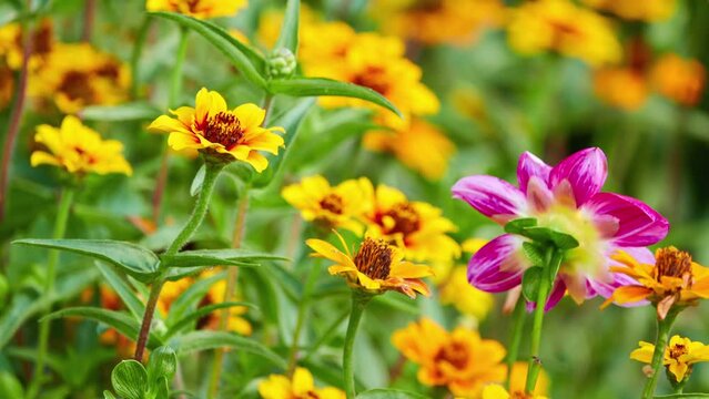 Zinnia haageana is flowering plant in family Asteraceae from Mexico. It is annual which does not tolerate freezing temperatures, so in temperate zones must be sown under cover.