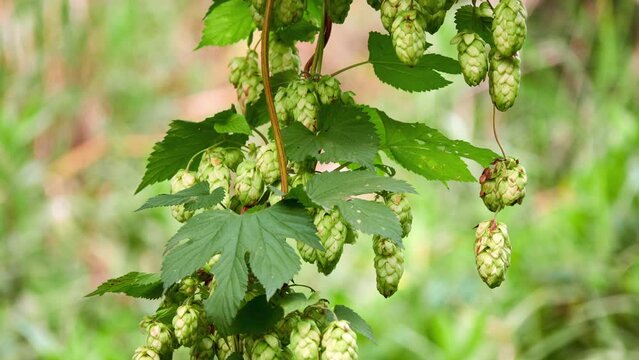 Humulus lupulus, common hop or hops, is flowering plant in hemp family Cannabaceae, native to Europe, western Asia and North America.