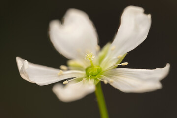 Beautiful tropical white flower on white isolated background. Extreme close image of inside white tulip flower. Venus Flytrap