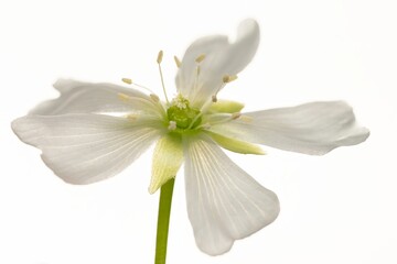 Fototapeta premium Beautiful tropical white flower on white isolated background. Extreme close image of inside white tulip flower. Venus Flytrap