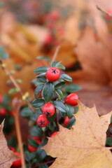 leaves and berries