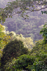Immerse yourself in the lush jungle scenery of Crystal Cascades near Cairns, Queensland, Australia, where verdant foliage and cascading waters create a tropical paradise.