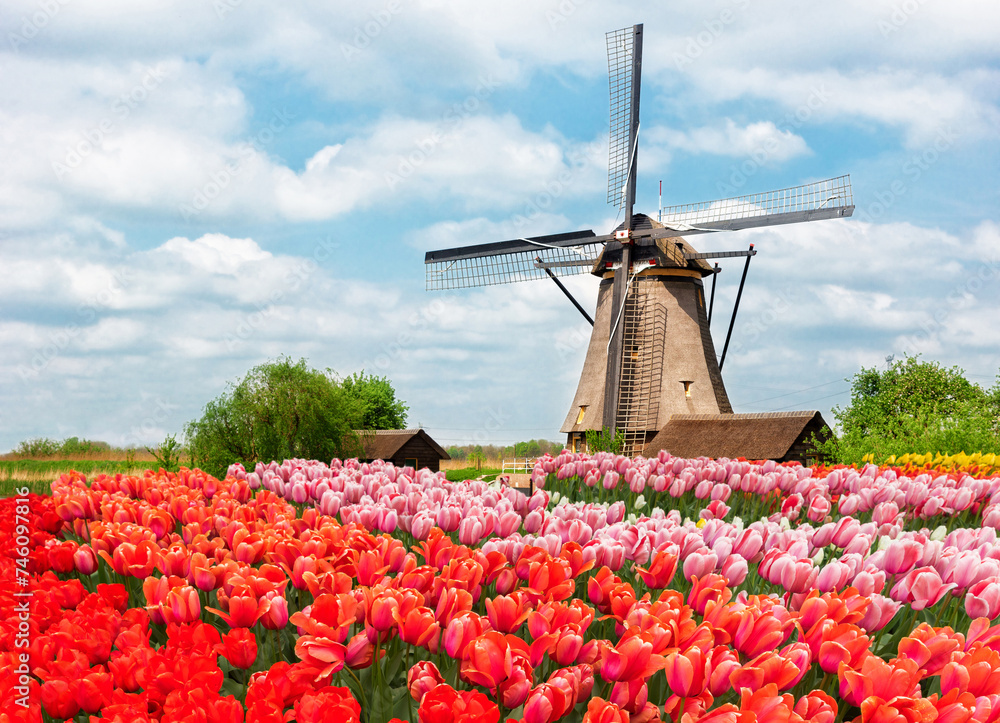 Wall mural one traditional dutch windmill of zaanse schans and rows of tulips, netherlands