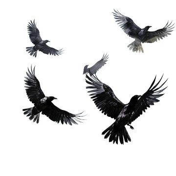 Ravens Birds flying on white or transparent background