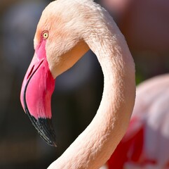 Fototapeta premium close-up portrait of a pink flamingo