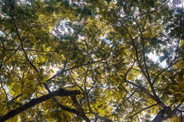 Immerse yourself in the lush rainforest canopy of Far North Queensland's Cairns region, a vibrant jungle haven.