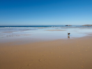 Fototapeta na wymiar Paisaje, marina, playa con olas de mar en el horizonte y perro a lo lejos