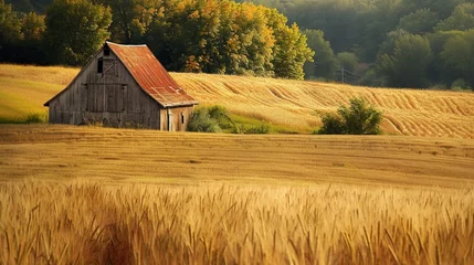 Fotobehang A picturesque barn stands amidst fields of golden wheat, its weathered timbers a testament to the enduring legacy of sustainable agriculture. © Ishtiaaq