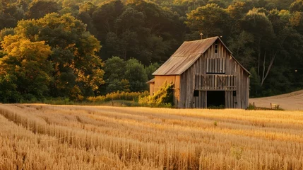 Fotobehang A picturesque barn stands amidst fields of golden wheat, its weathered timbers a testament to the enduring legacy of sustainable agriculture. © Ishtiaaq