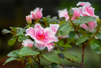 Blooming pink white azalea flowers close-up in a botanical