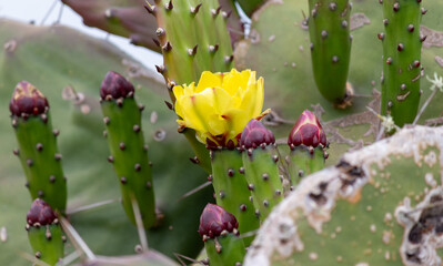 The rustic beauty of cactuses that grew on a fence on the banks of a dirt road.	