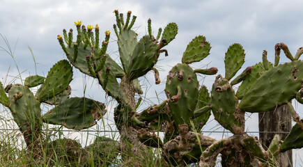 The rustic beauty of cactuses that grew on a fence on the banks of a dirt road.