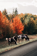 Horses in Fall