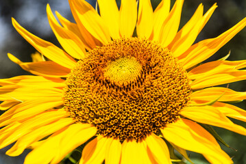 Naklejka premium Sunflower close up.