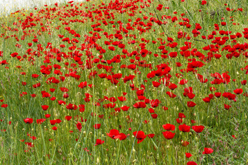 Obraz premium field of poppies