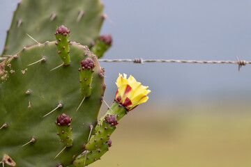 The rustic beauty of cactuses that grew on a fence on the banks of a dirt road.