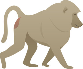 Vector color illustration of baboon standing, walking. African exotic wild animal isolated on white background. Wildlife of Africa.