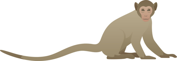  Vector color illustration of curious monkey with long tail standing, sitting. African small wild animal isolated on white background. Wildlife of Africa. © Anastasiia Neibauer