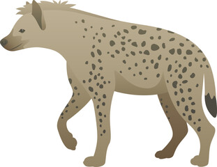 Vector color illustration of adult hyena standing, walking. African spotted wild animal isolated on white background. Wildlife of Africa.