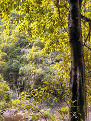 Bushwalking at the Crystal Cascades near Cairns, Queensland, Australia