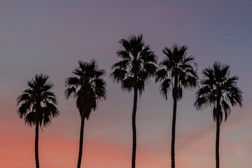 A Californian sunset with palm trees silhouetted against the sky