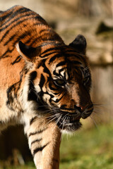 Tygrys sumatrzański - Ratu z Warszawskiego Zoo © Pit75Wawa