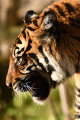 Tygrys sumatrzański - Ratu z Warszawskiego Zoo © Pit75Wawa