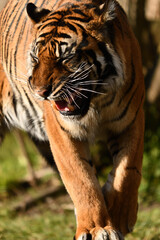 Tygrys sumatrzański - Ratu z Warszawskiego Zoo © Pit75Wawa