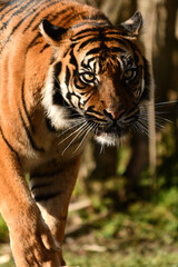 Tygrys sumatrzański - Ratu z Warszawskiego Zoo