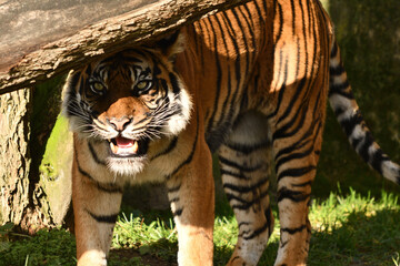 Tygrys sumatrzański - Ratu z Warszawskiego Zoo © Pit75Wawa