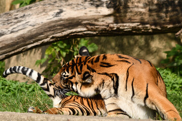 Tygrys sumatrzański - Ratu z Warszawskiego Zoo © Pit75Wawa