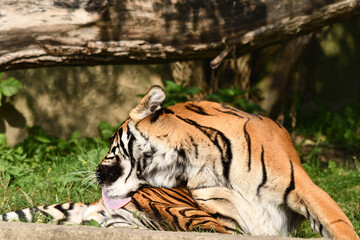 Tygrys sumatrzański - Ratu z Warszawskiego Zoo