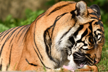 Tygrys sumatrzański - Ratu z Warszawskiego Zoo © Pit75Wawa