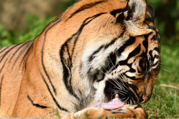 Tygrys sumatrzański - Ratu z Warszawskiego Zoo © Pit75Wawa