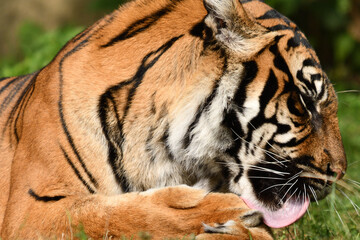 Tygrys sumatrzański - Ratu z Warszawskiego Zoo © Pit75Wawa