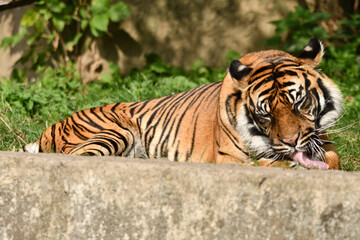 Tygrys sumatrzański - Ratu z Warszawskiego Zoo © Pit75Wawa